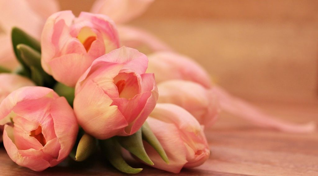 tulips, tulipa, flowers-2068692.jpg